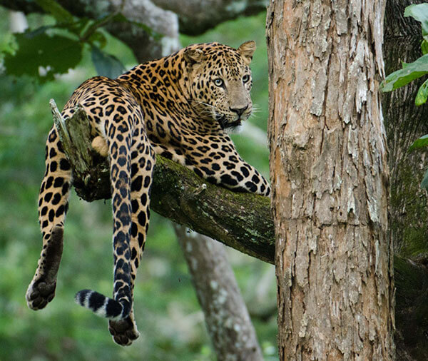 tiger safaris in madhya pradesh