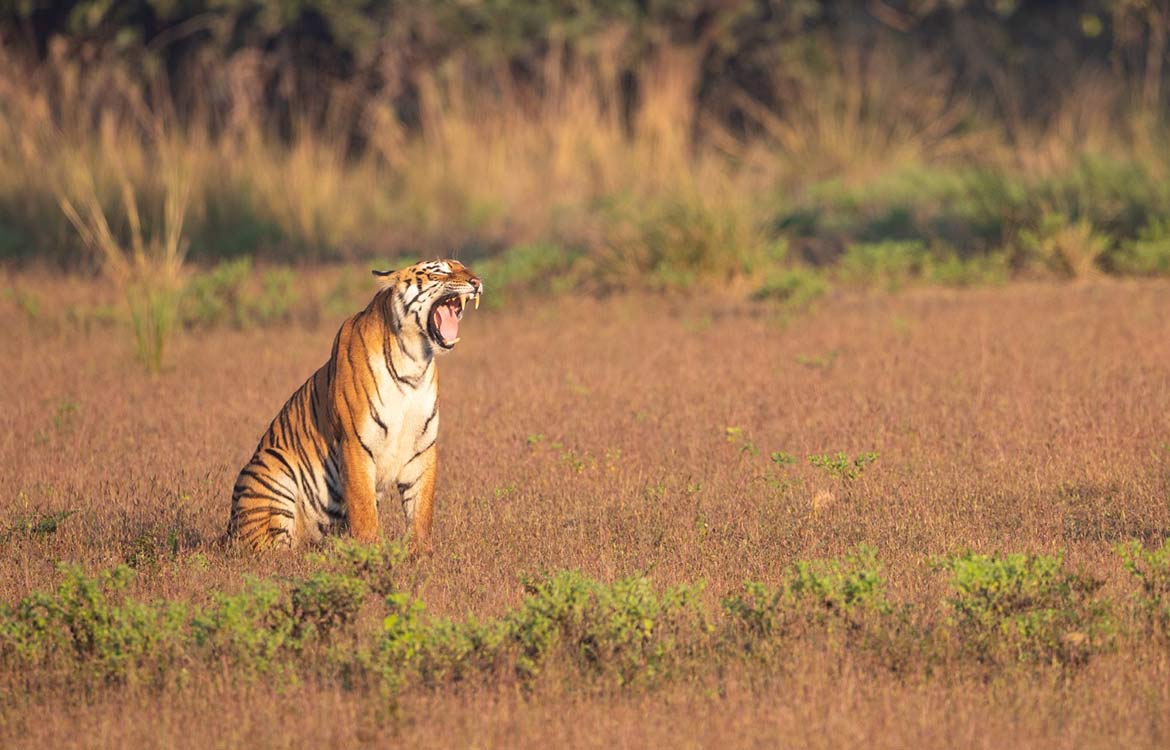 jeep safari in madhyapradesh