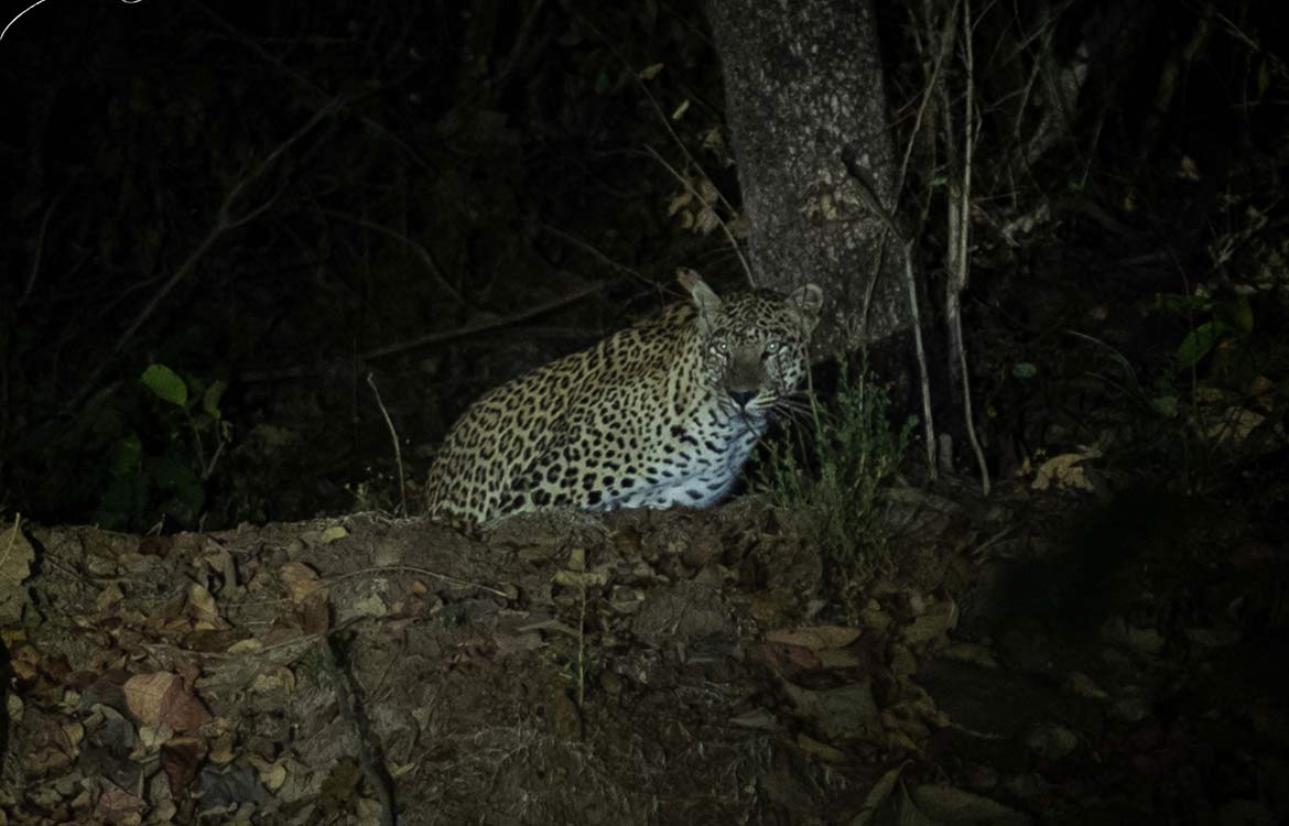 Pench Jungle Camp