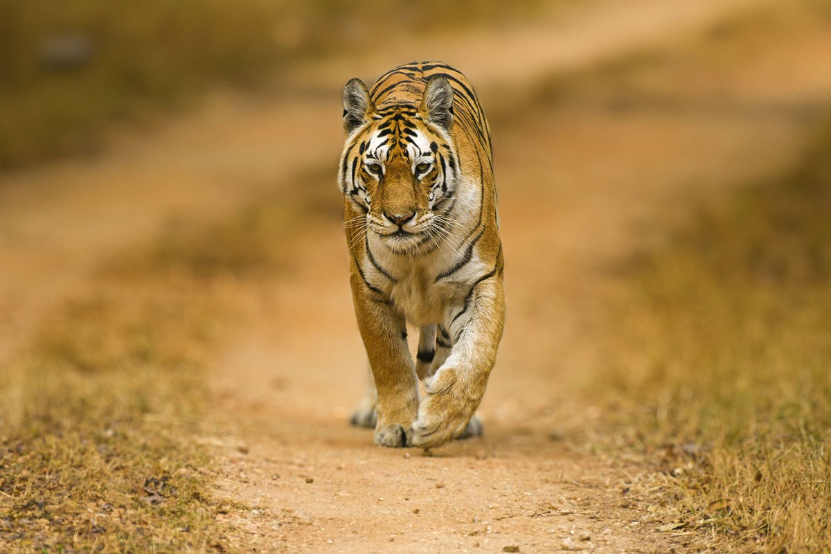 kanha wildlife sanctuary