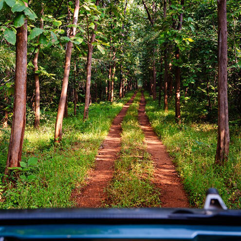 jungle safari india