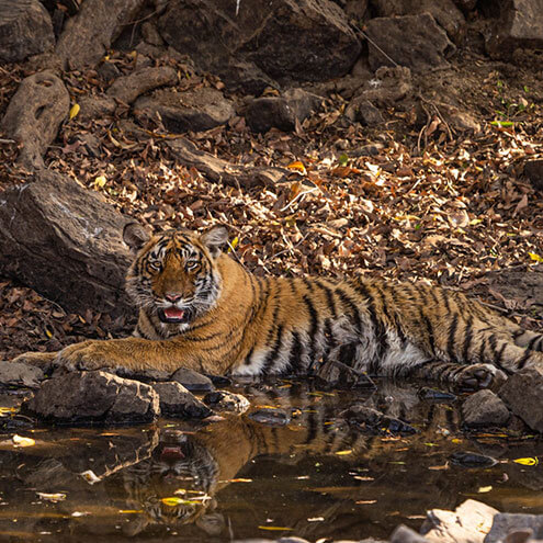 jungle camps india