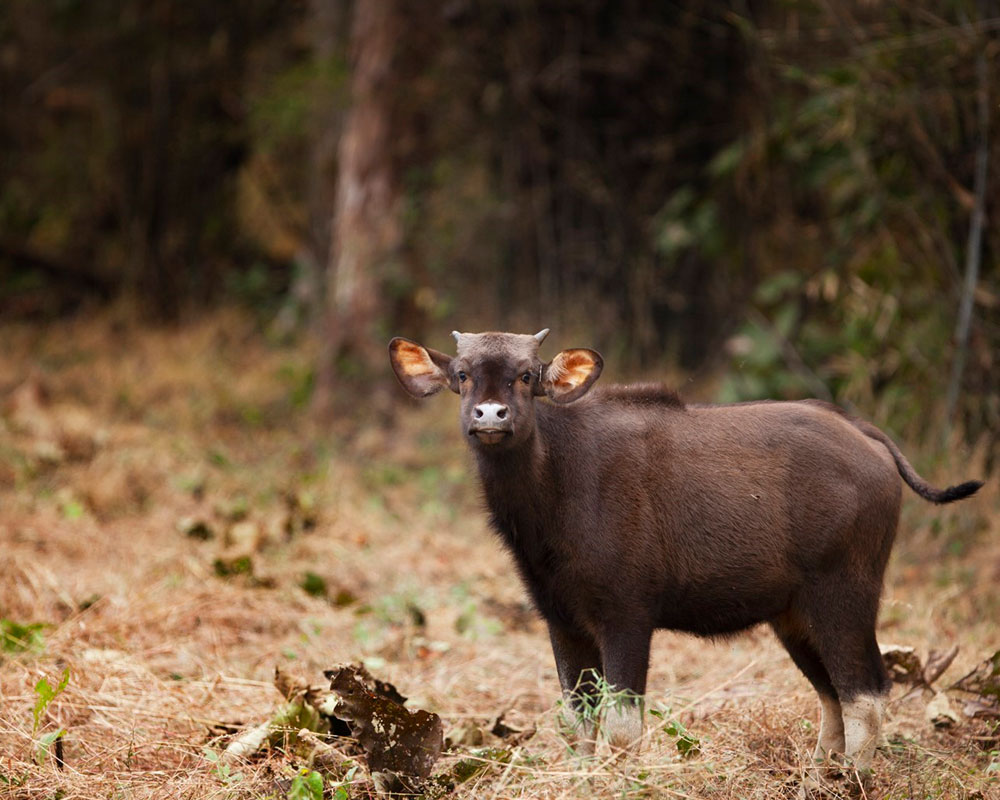 india wildlife tours