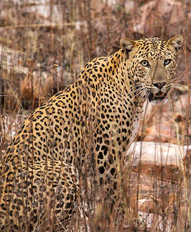 kanha national park safari