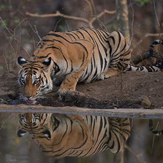 tadoba safari booking price