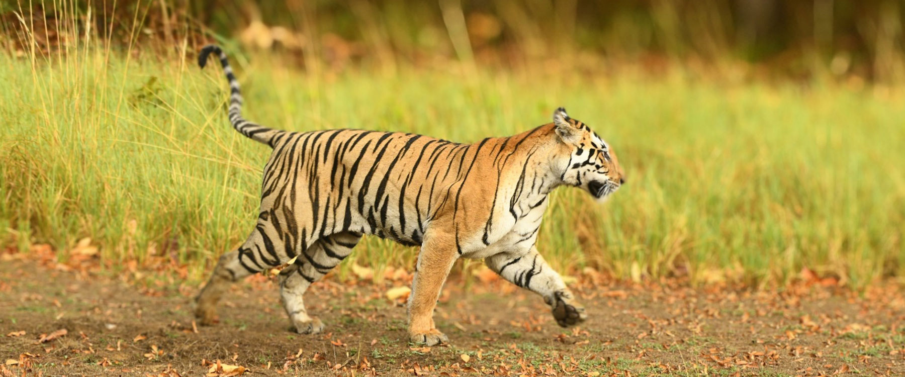 kanha national park safari