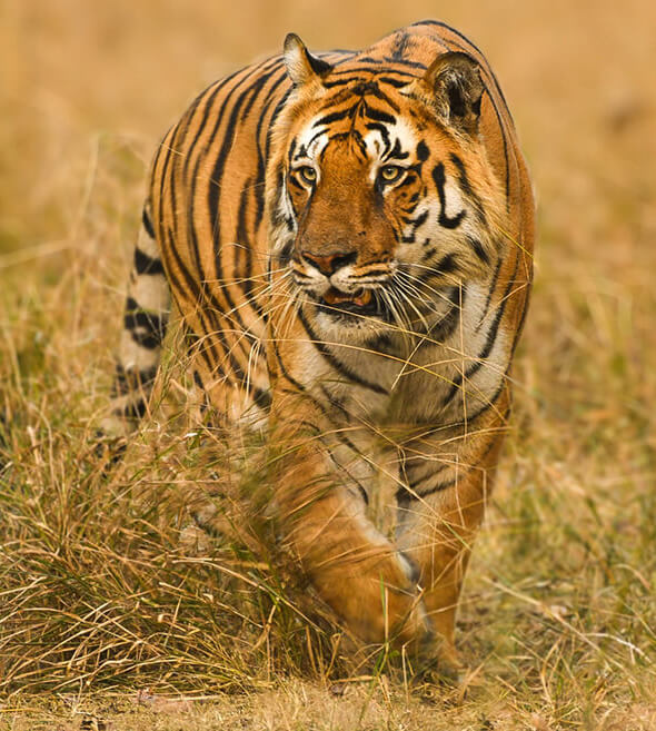 tadoba andhari tiger reserve