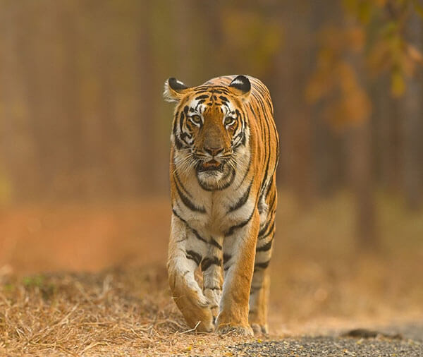 tiger reserve in madhya pradesh