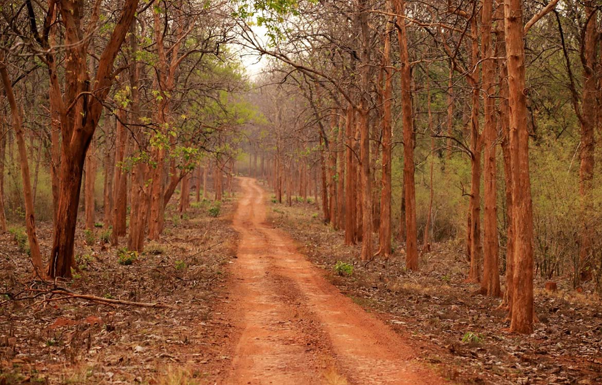 tadoba national park