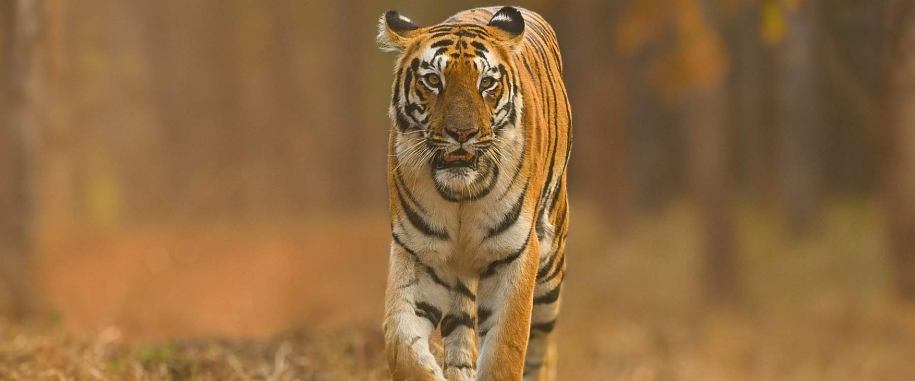 tiger reserve in maharashtra