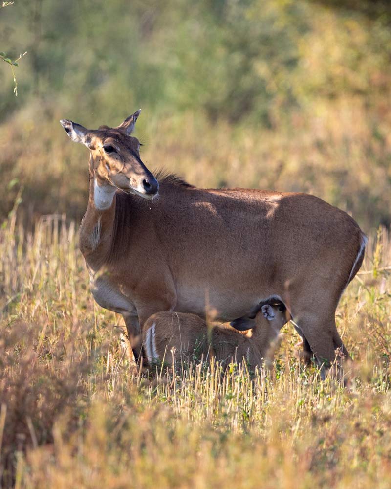 top 10 tiger safari in india