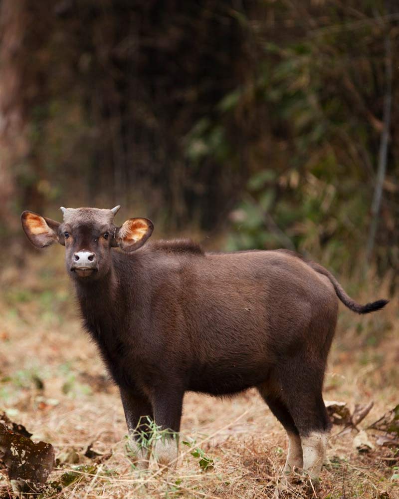 best tiger safari in india