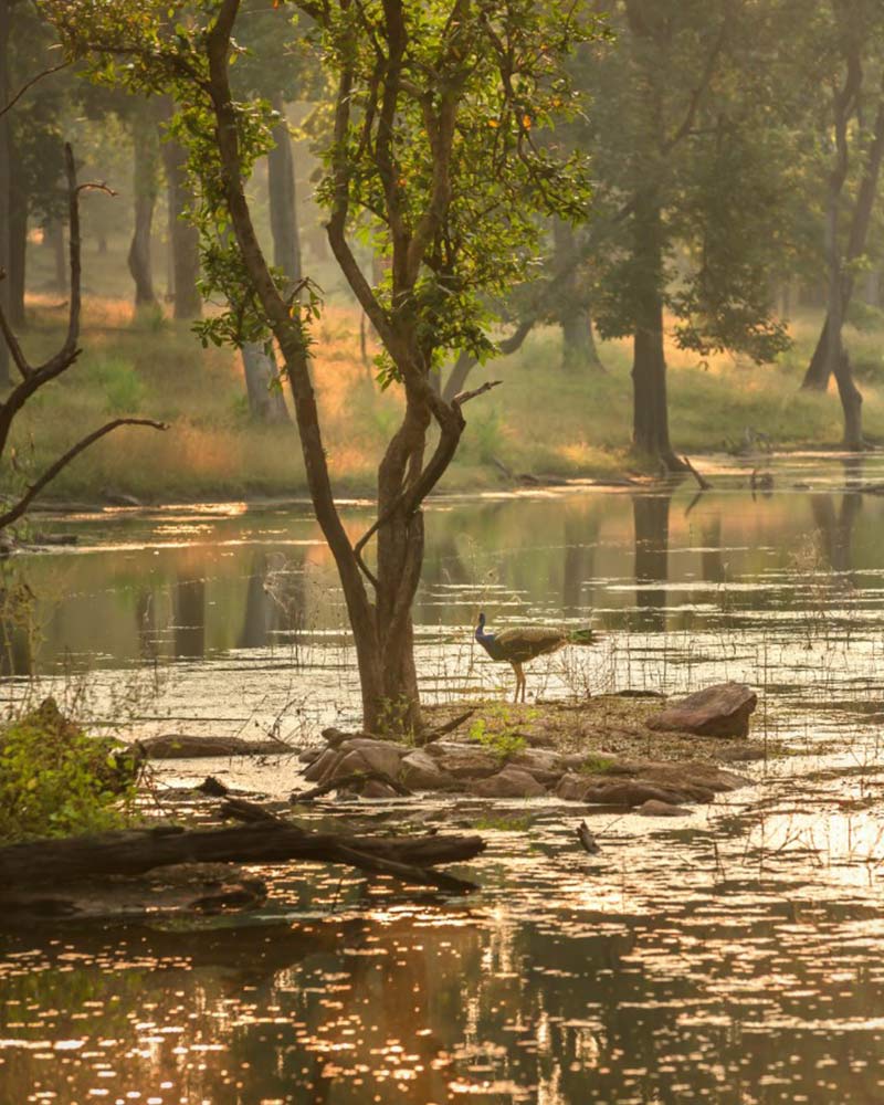 tadoba andhari tiger reserve