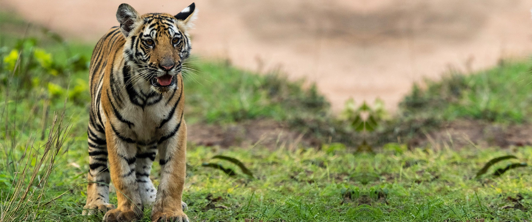 tiger reserve in maharashtra