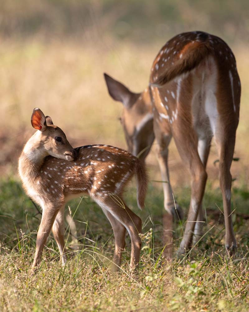 game drives in india