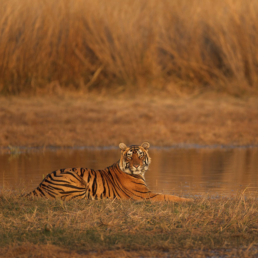 tadoba safari booking price