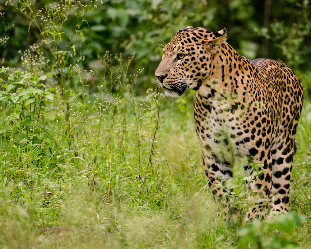 jungle safari india