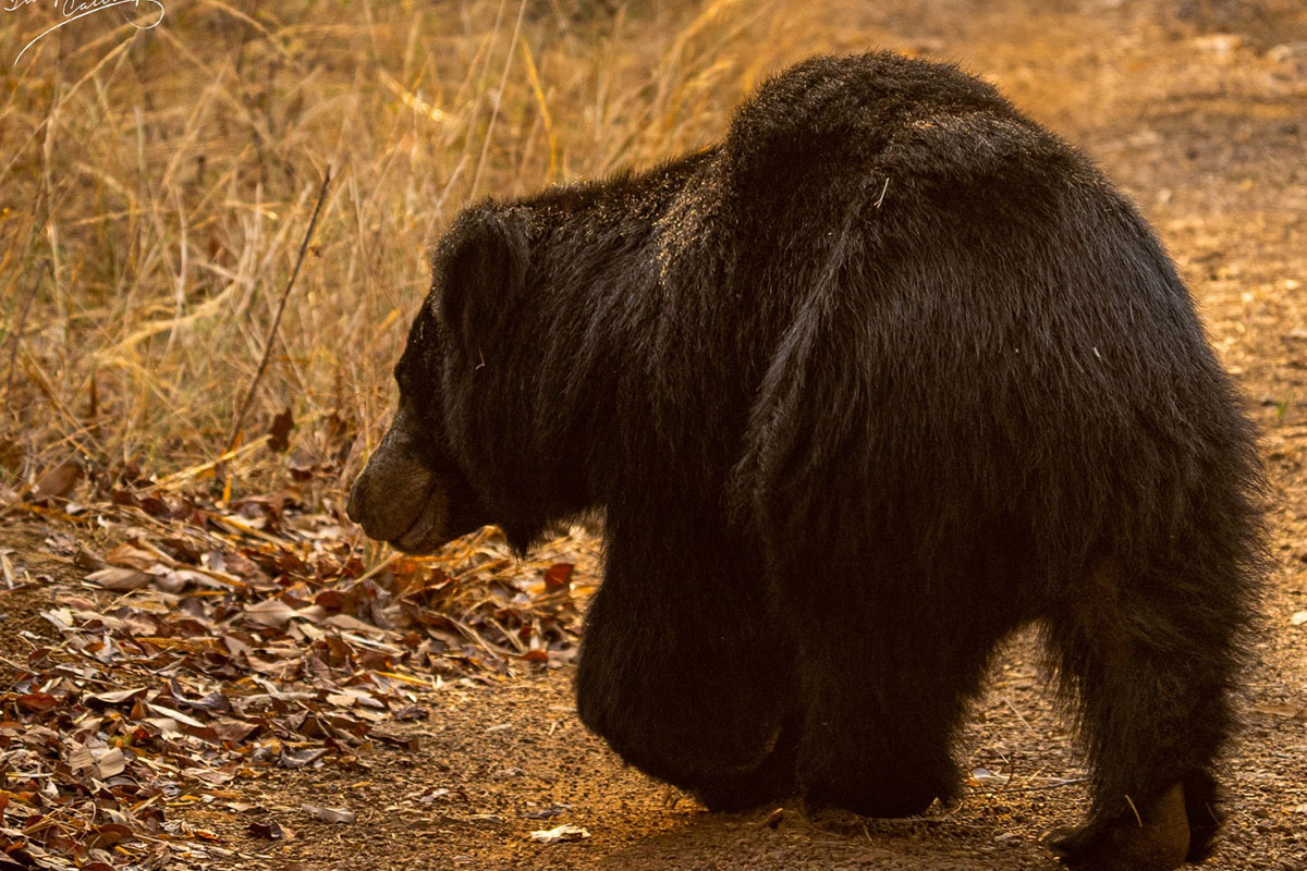 kanha forest tour