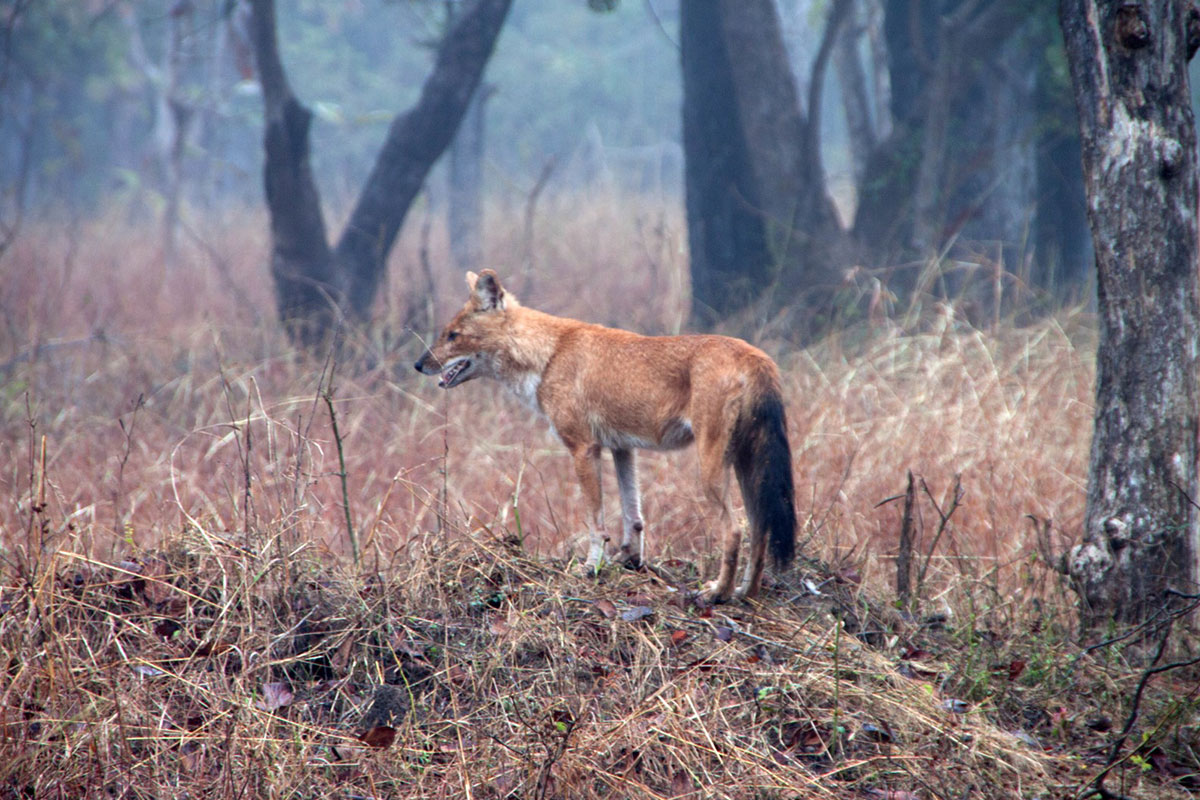 tadoba safari booking price