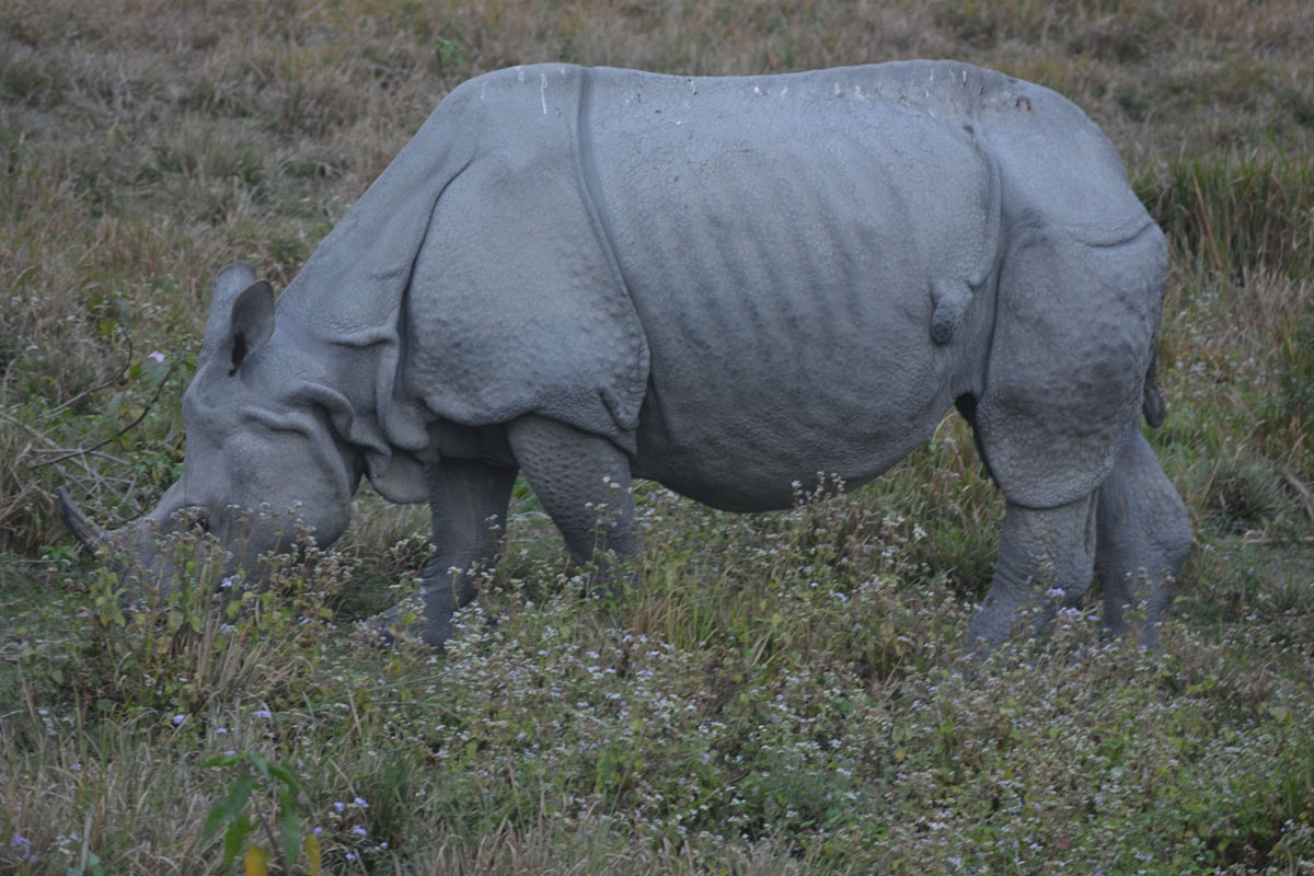 tiger safaris in madhya pradesh