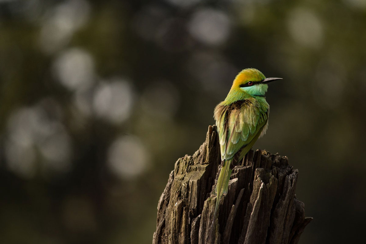 tadoba safari stay jungle lodge